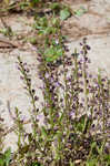 South Americn skullcap